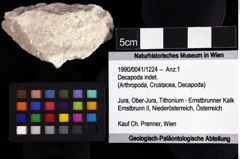 Foto (Objket + Etiketten) von Decapoda indet. 